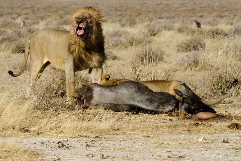 41 - Namibia - leones comiendo - parque nacional de Etosha